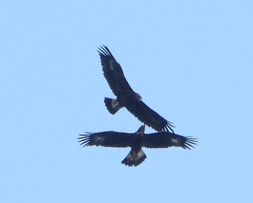 Aquila reale  - Jörg Hadasch