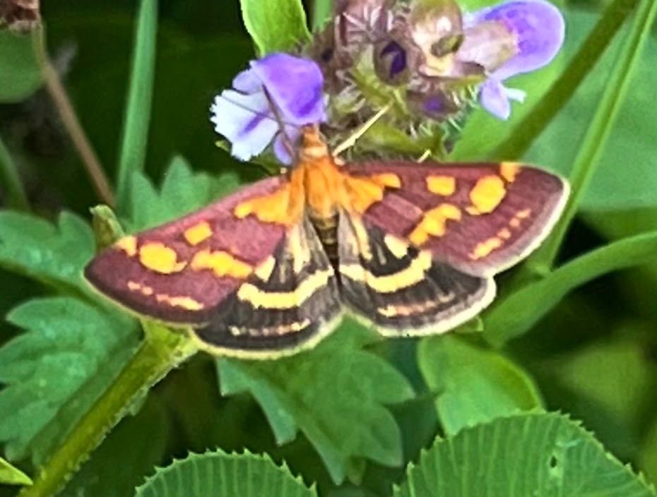 Pyrausta purpuralis  - Giuseppe Nassi