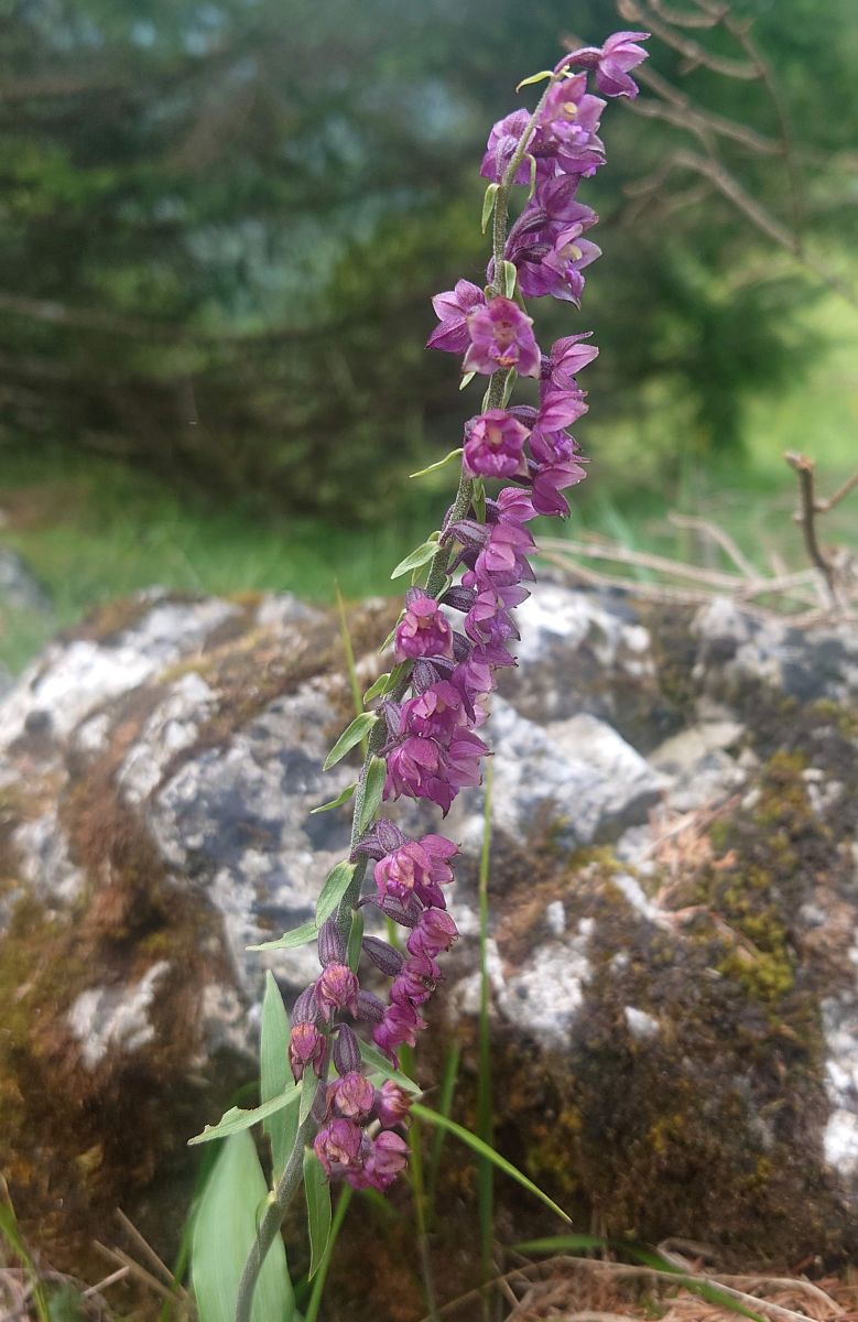 Epipactis atrorubens  - Giulio Piras