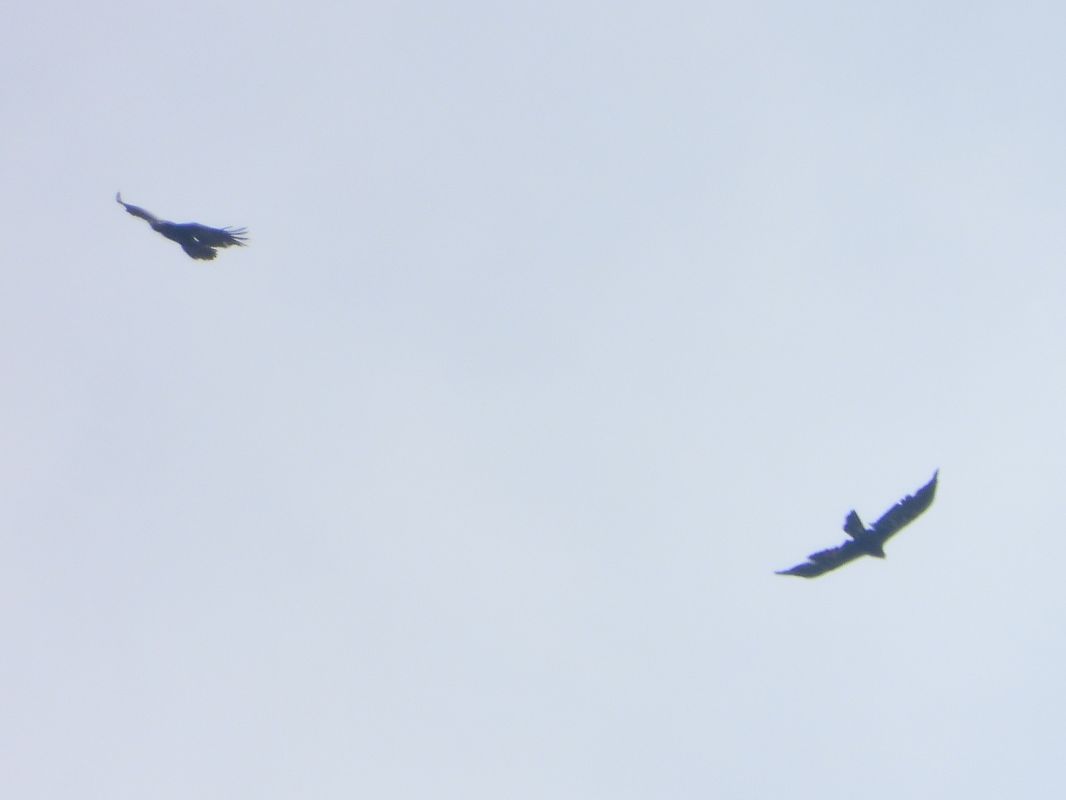 Aquila reale  - Michele Cento