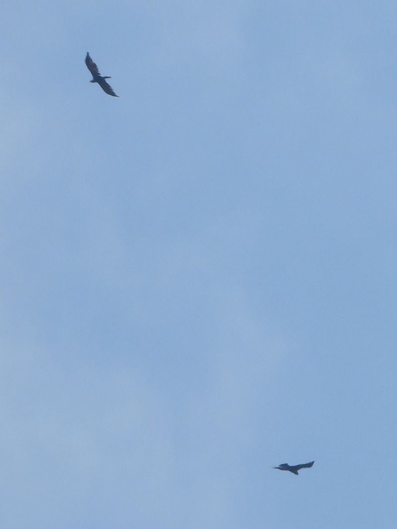 Aquila reale  - Michele Cento