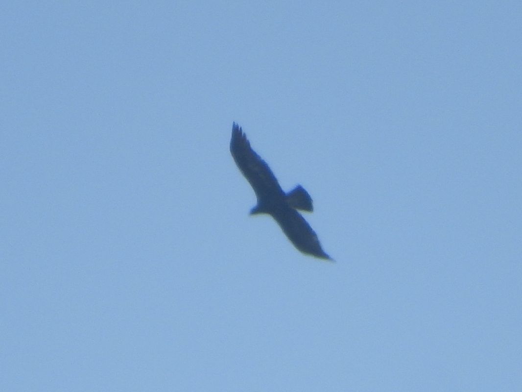 Aquila reale  - Michele Cento