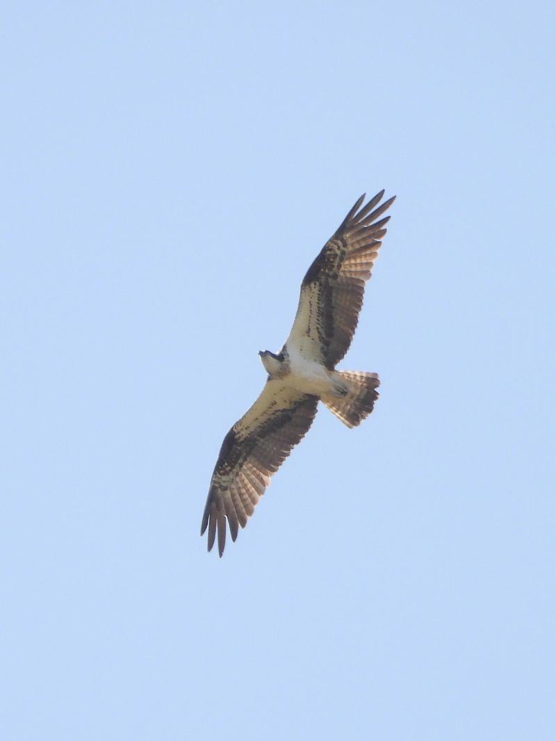Falco pescatore  - Michele Cento