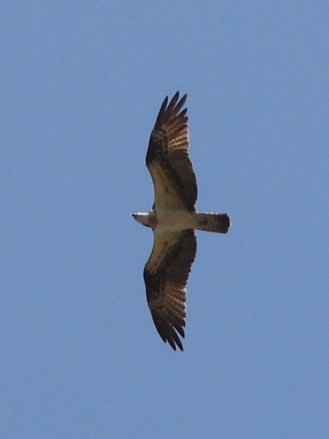 Falco pescatore  - Michele Cento