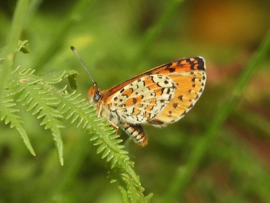 Melitaea trivia #  - Michele Cento