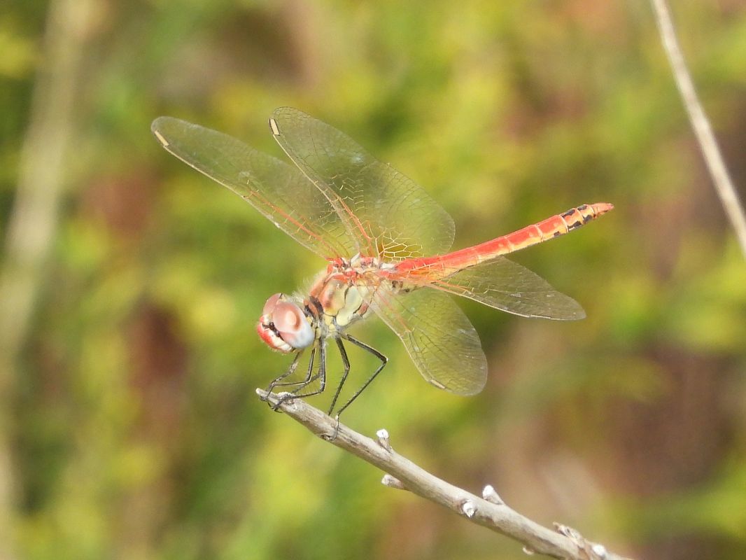 Sympetrum fonscolombei  - Michele Cento
