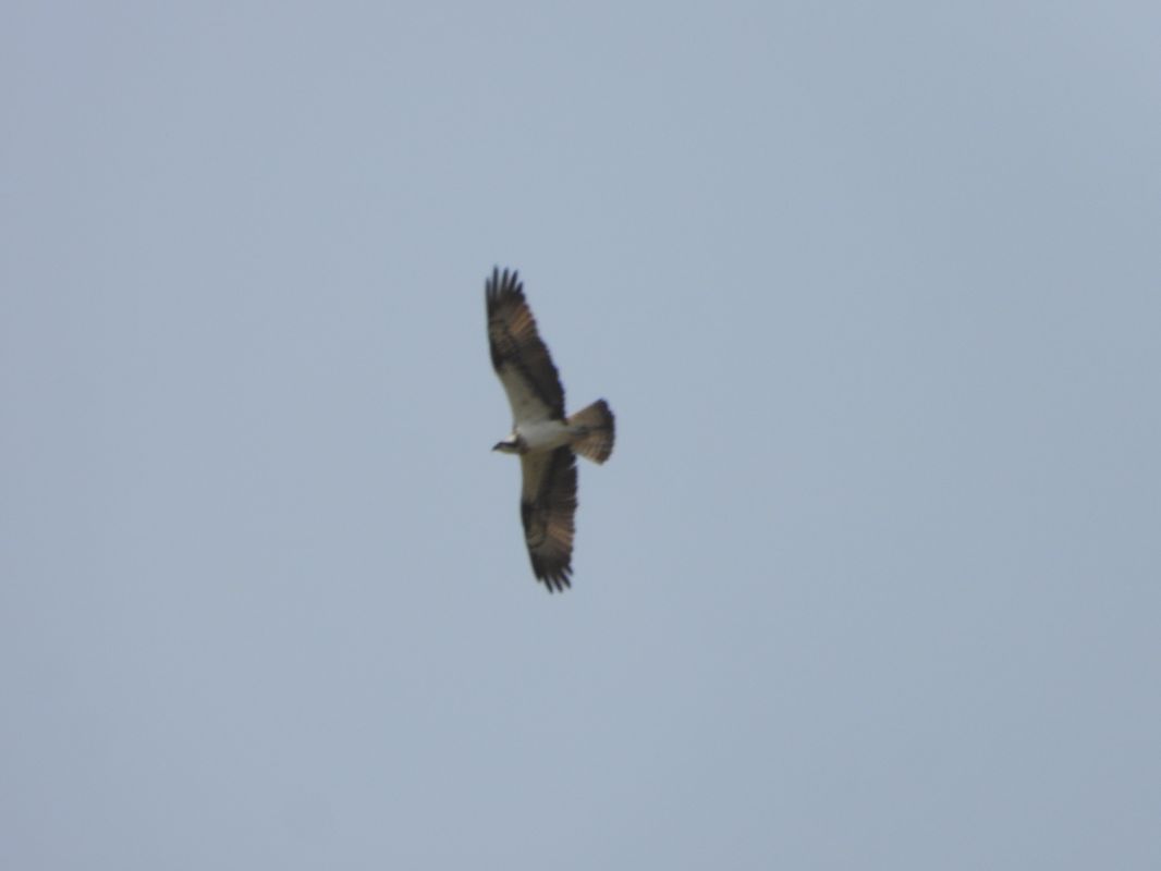 Falco pescatore  - Michele Cento