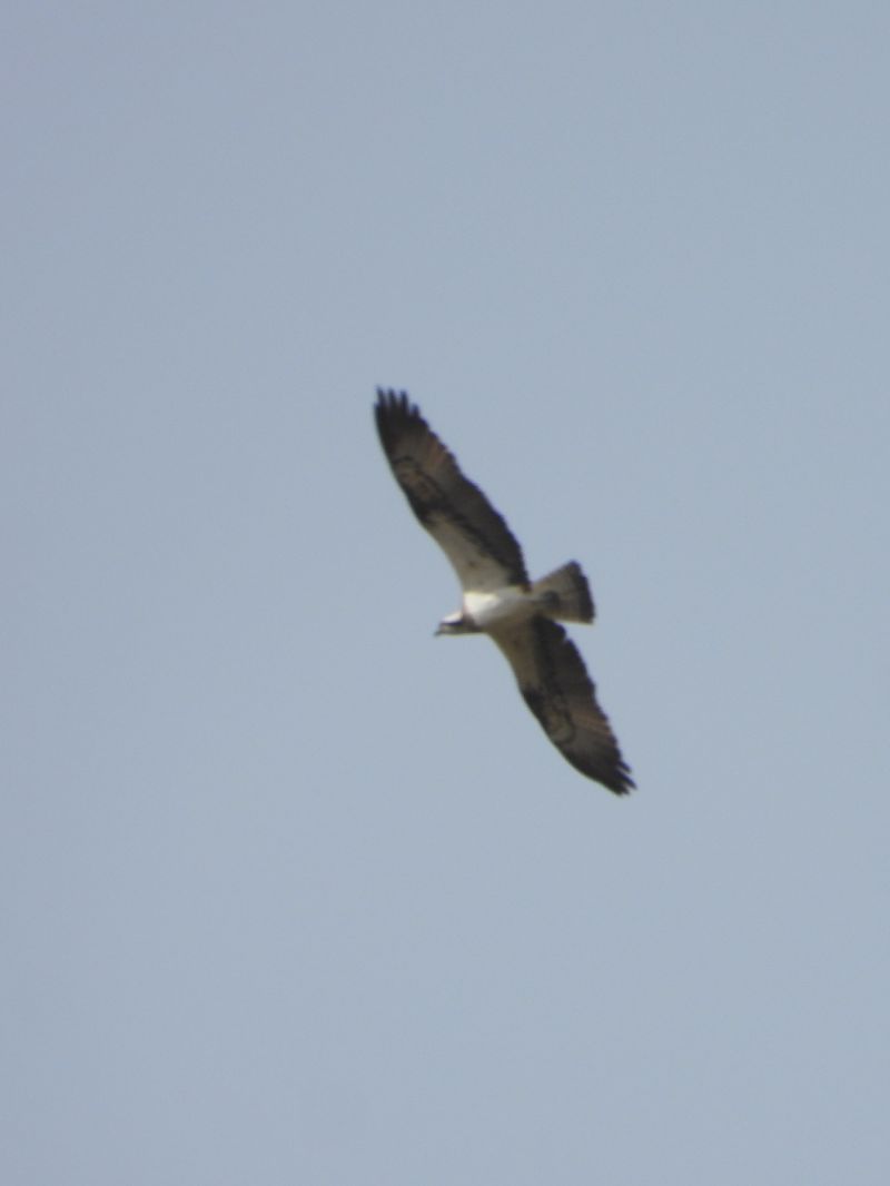 Falco pescatore  - Michele Cento