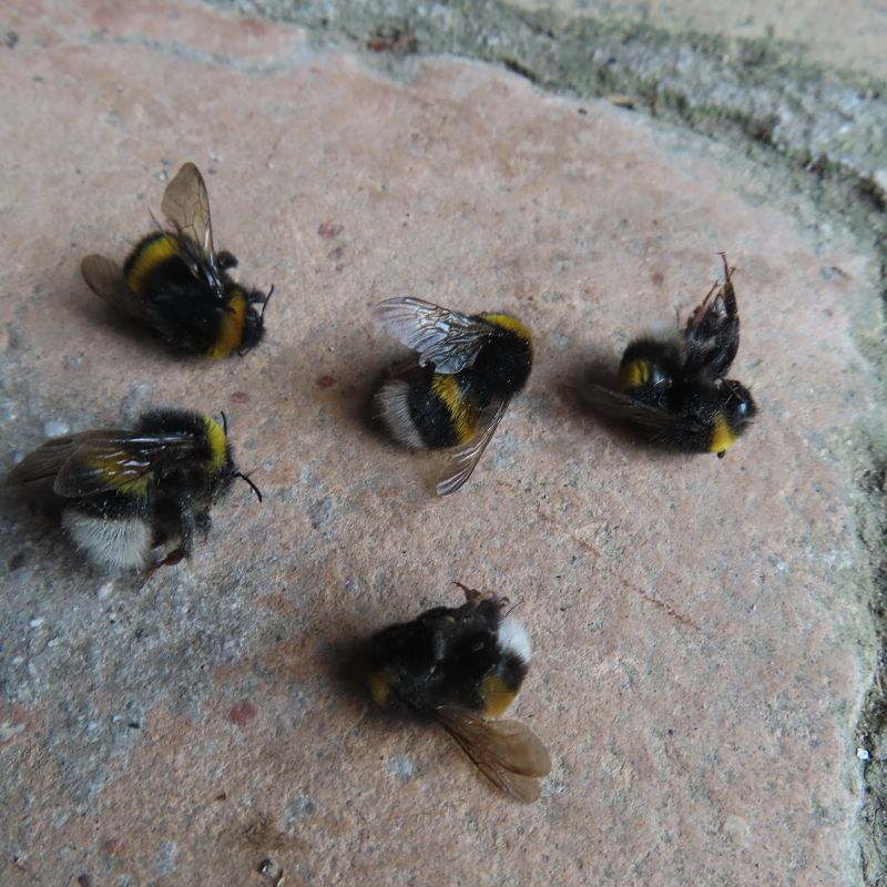 Bombus terrestris  - Massimo Perinotto