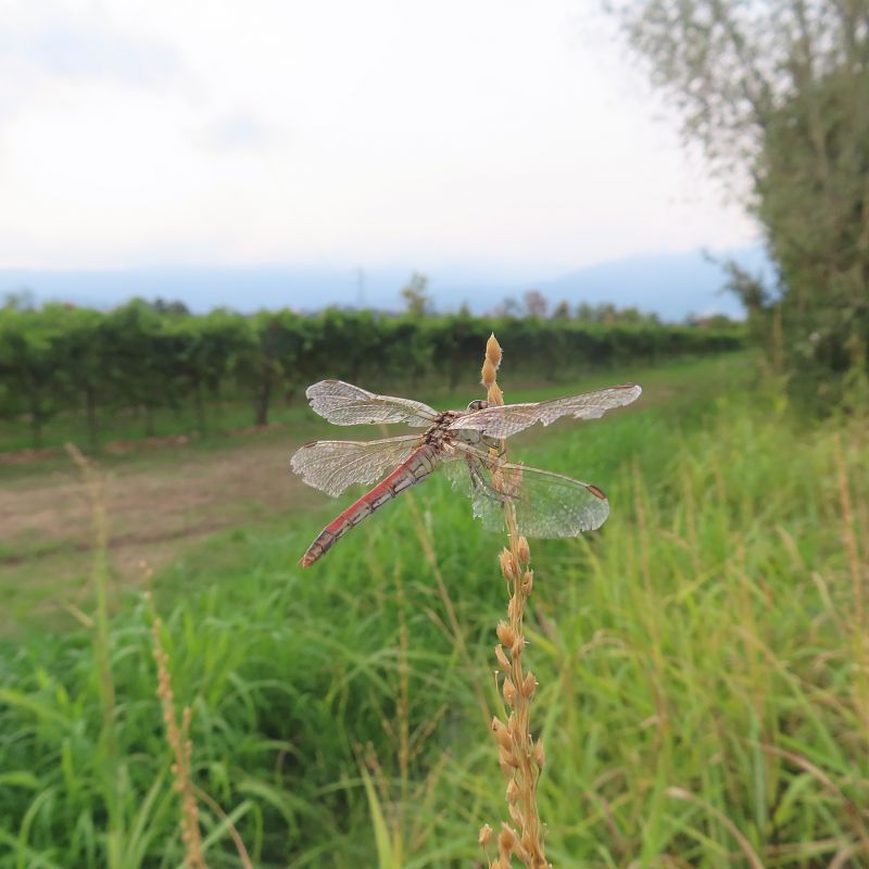 Sympetrum fonscolombei  - Massimo Perinotto