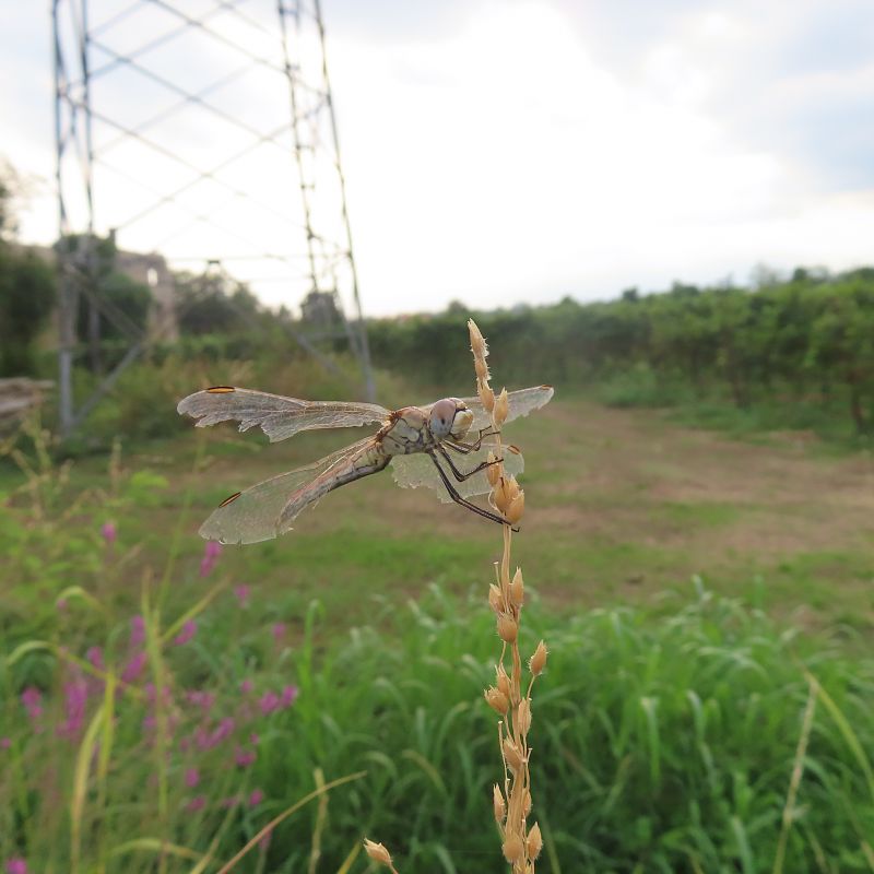 Sympetrum fonscolombei  - Massimo Perinotto