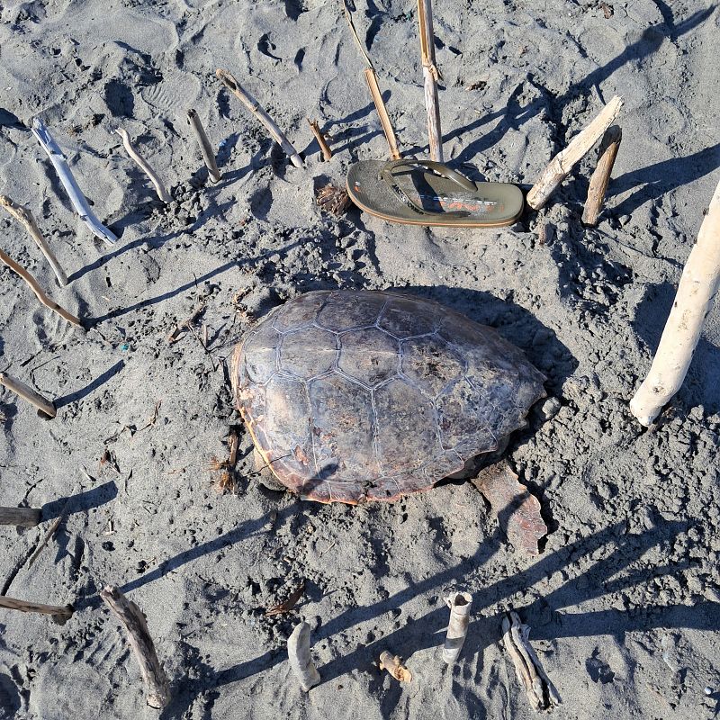Tartaruga caretta  - Alfonso Maffezzoli