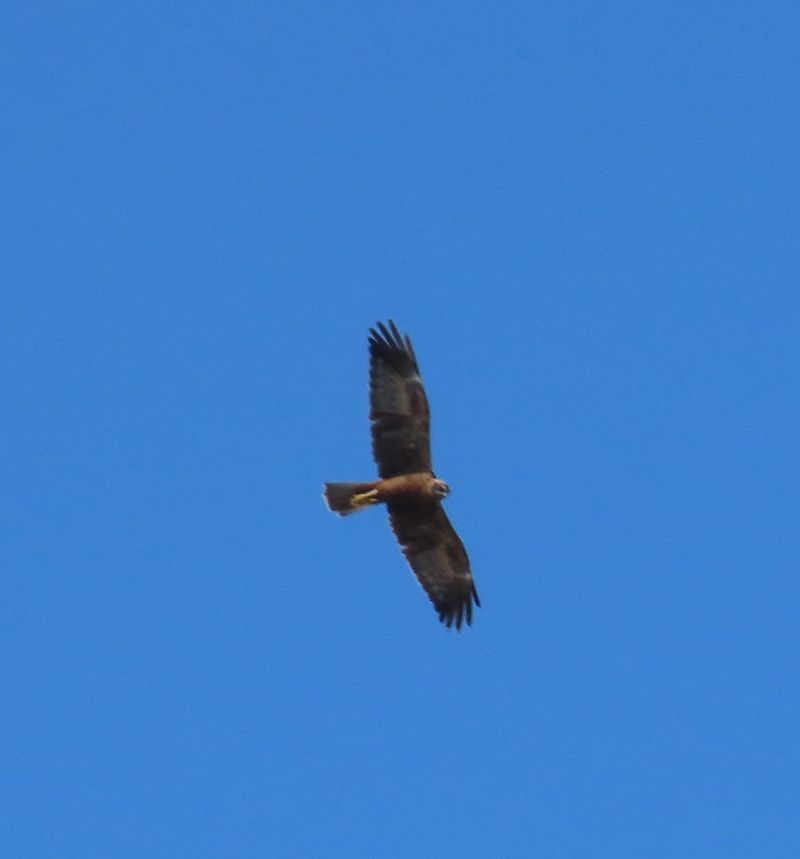Falco di palude  - Alfonso Maffezzoli