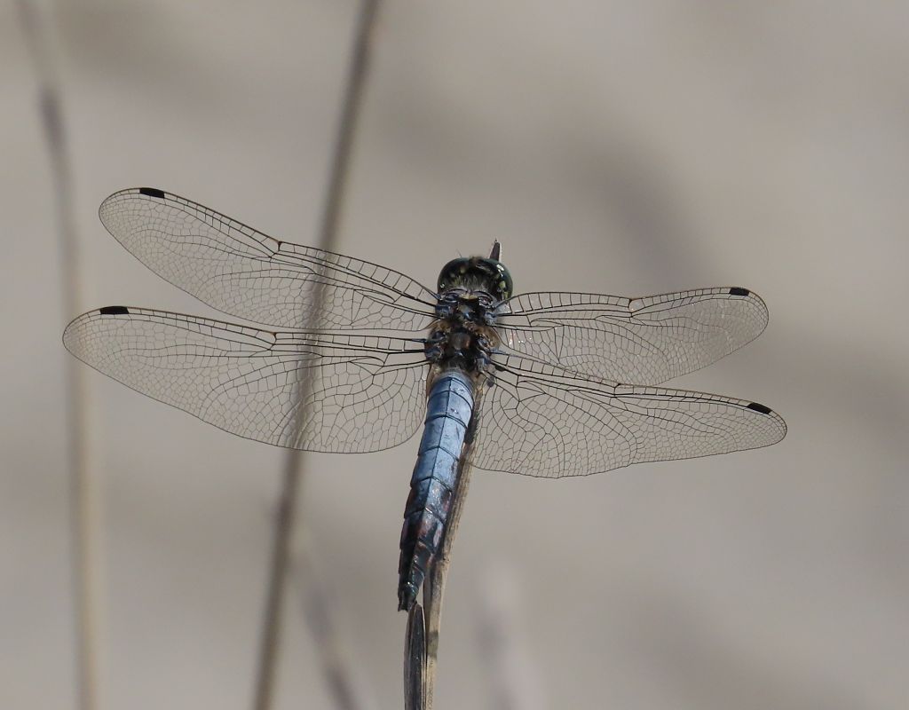 Orthetrum cancellatum  - Alfonso Maffezzoli
