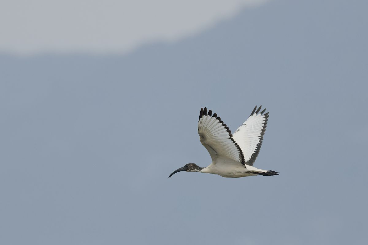 Ibis sacro 