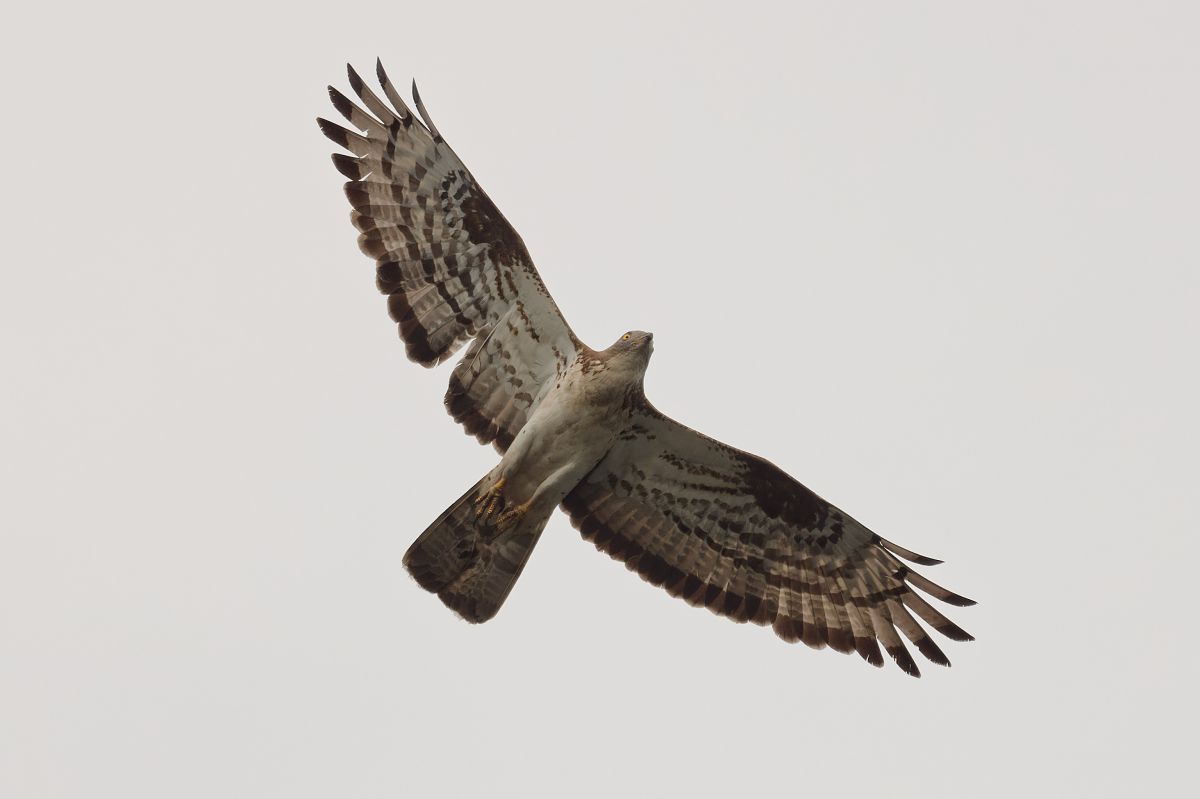 Falco pecchiaiolo 