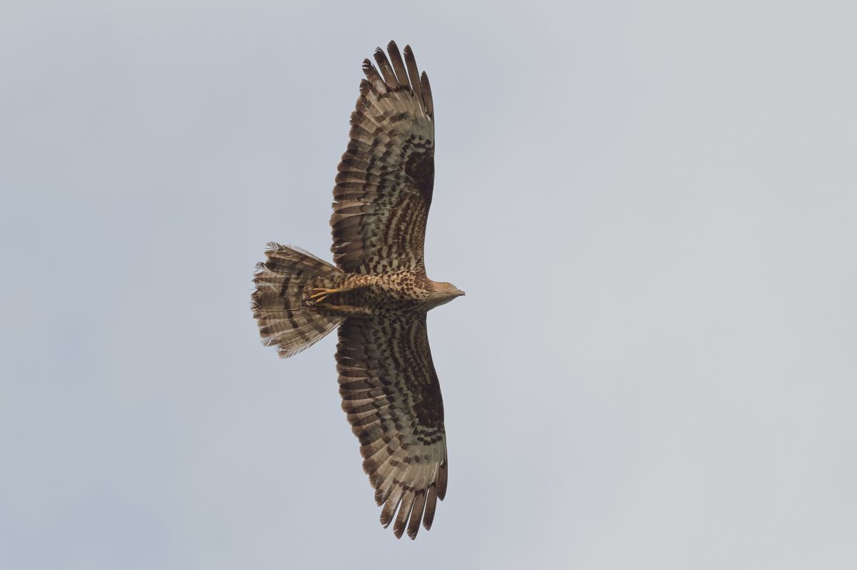 Falco pecchiaiolo 