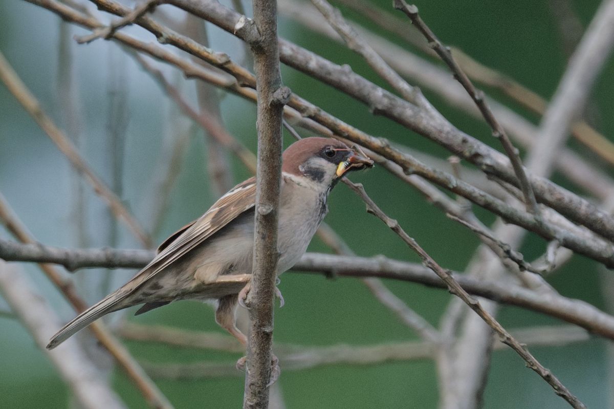 Passera mattugia 