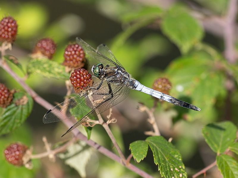 Orthetrum albistylum  - Massimo Squarcini