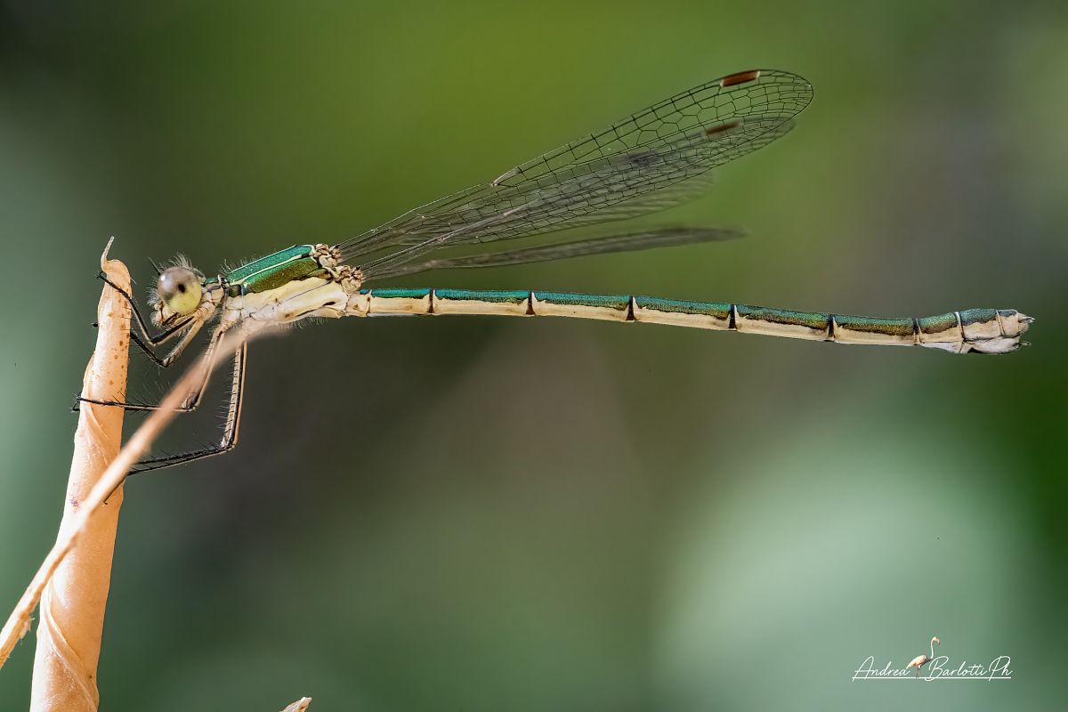 Lestes virens  - Barlotti Andrea