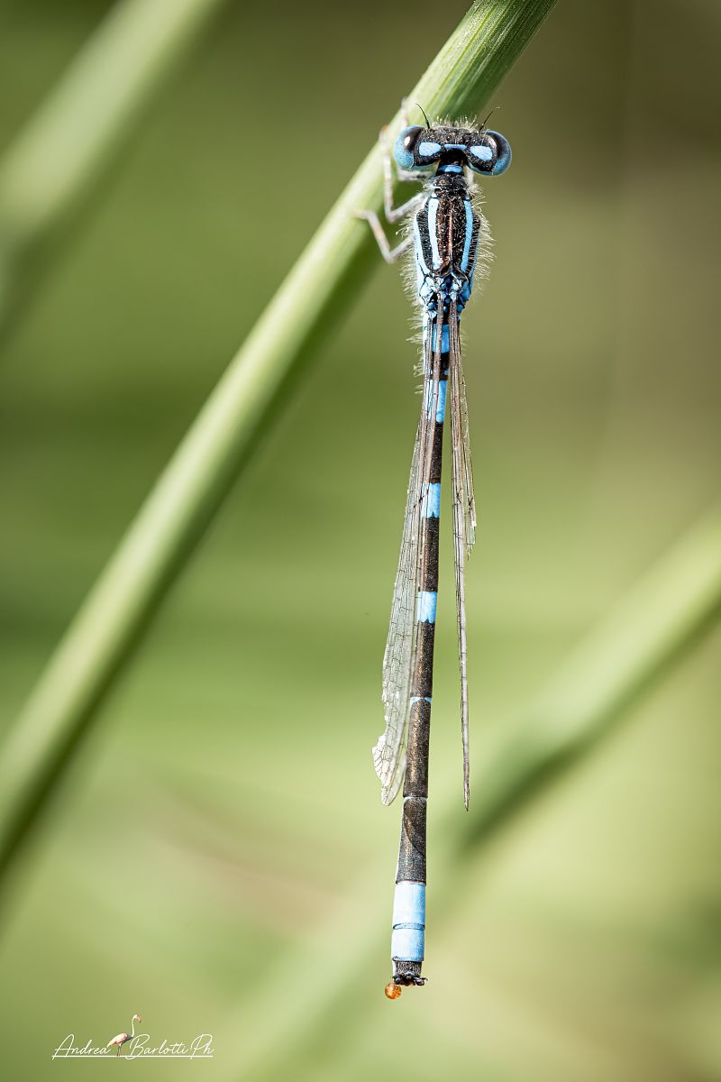 Coenagrion scitulum  - Barlotti Andrea