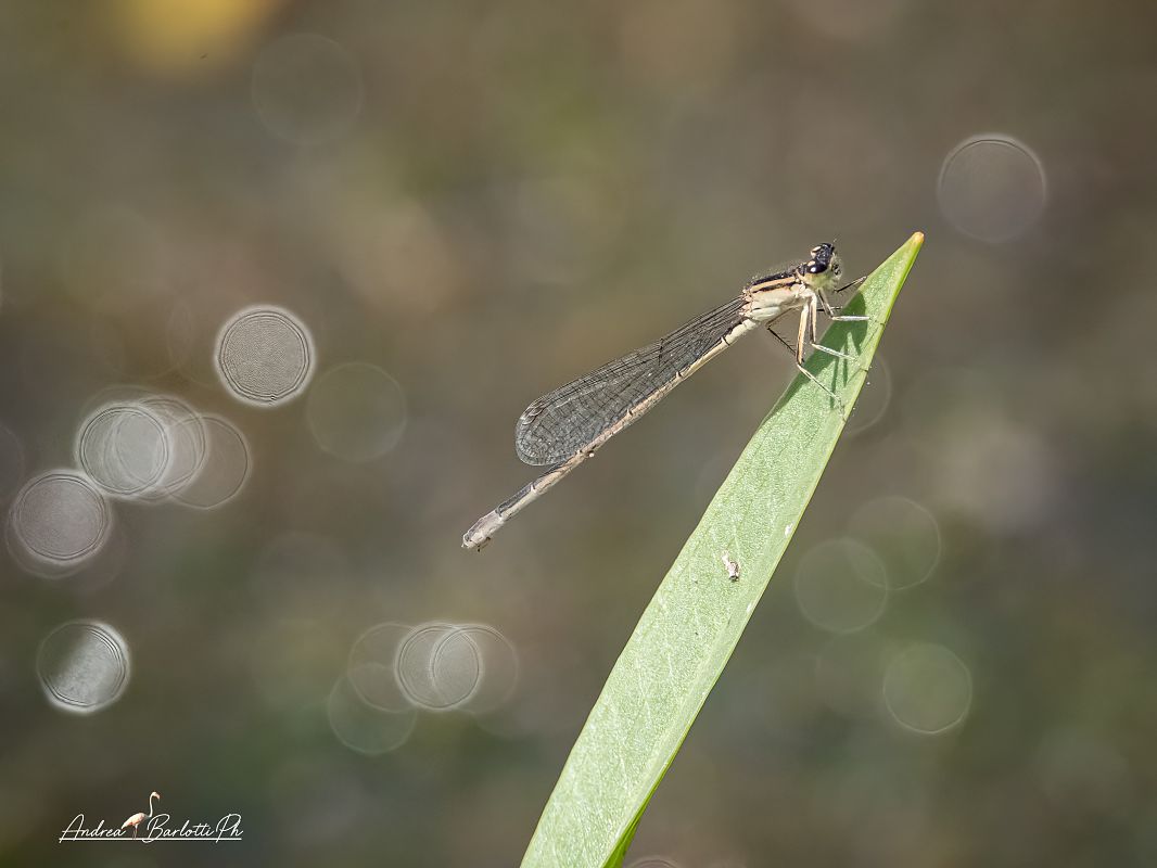 Ischnura elegans  - Barlotti Andrea