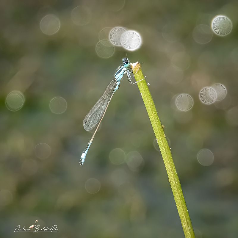 Ischnura elegans  - Barlotti Andrea