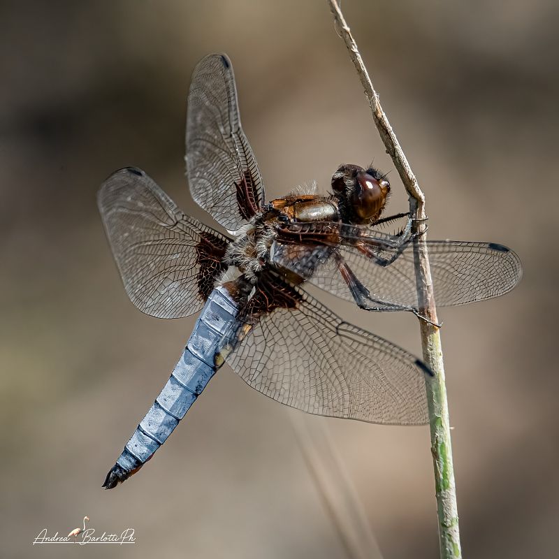 Libellula depressa  - Barlotti Andrea
