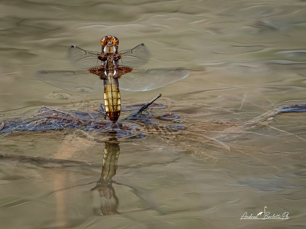 Libellula depressa  - Barlotti Andrea
