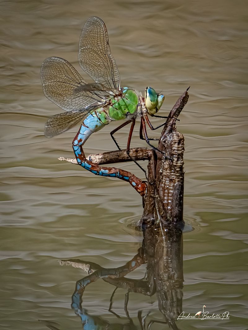 Anax imperator  - Barlotti Andrea