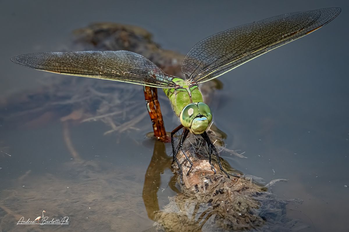 Anax imperator  - Barlotti Andrea