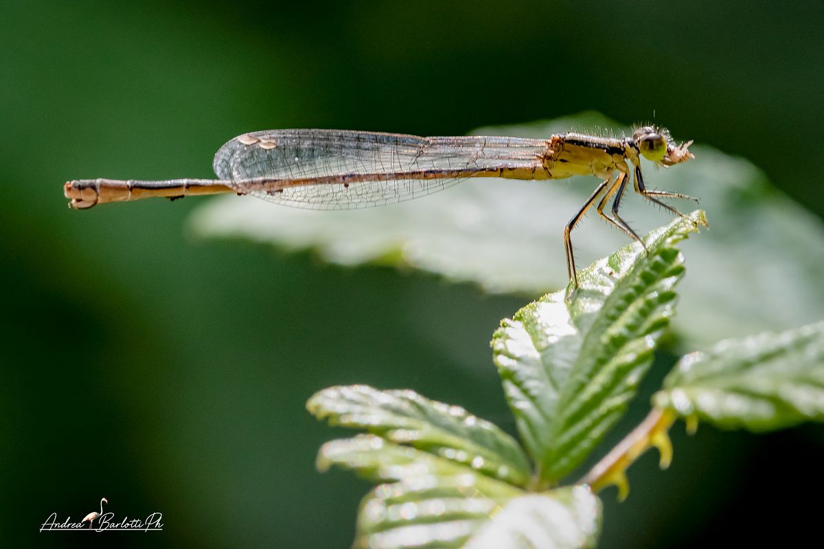 Sympecma fusca  - Barlotti Andrea