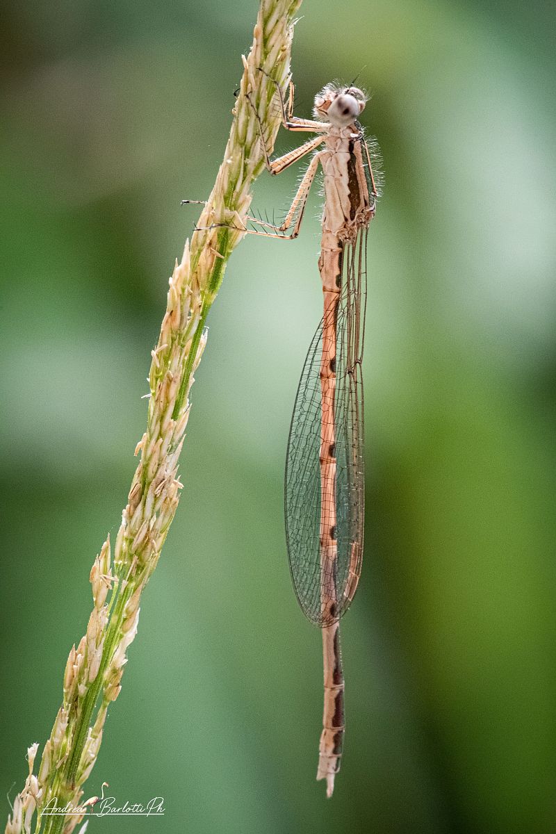 Sympecma fusca  - Barlotti Andrea