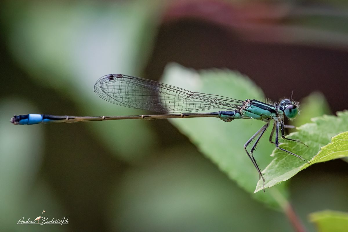 Ischnura elegans  - Barlotti Andrea