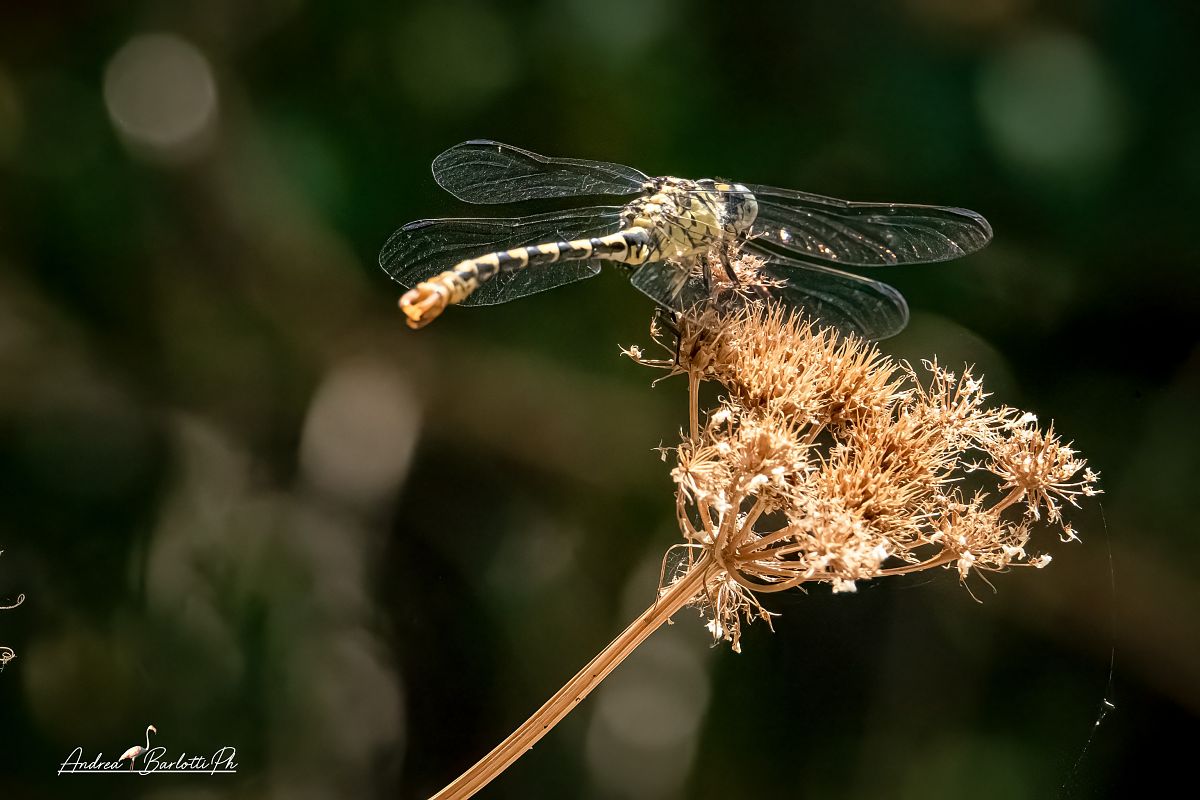 Onychogomphus forcipatus unguiculatus  - Barlotti Andrea