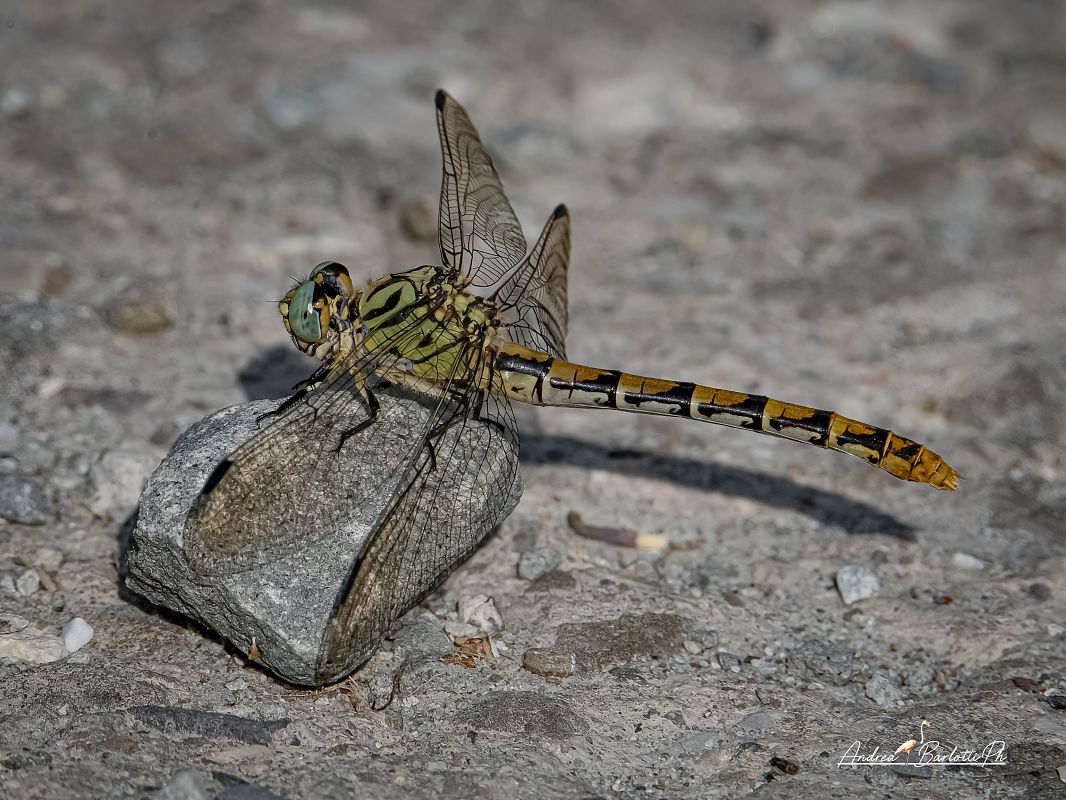 Onychogomphus forcipatus unguiculatus  - Barlotti Andrea