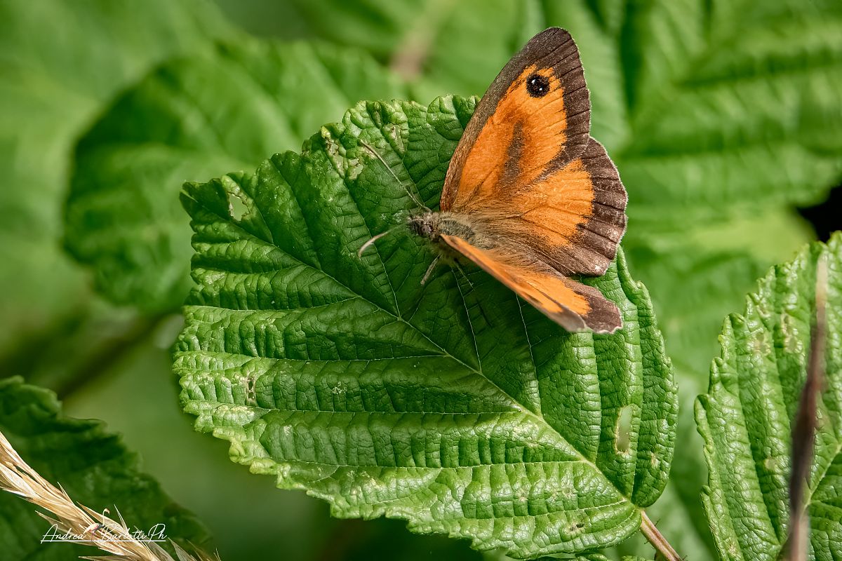 Pyronia tithonus  - Barlotti Andrea