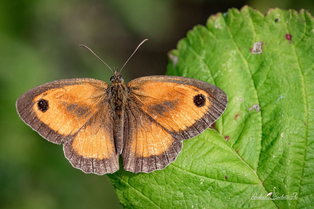 Pyronia tithonus  - Barlotti Andrea
