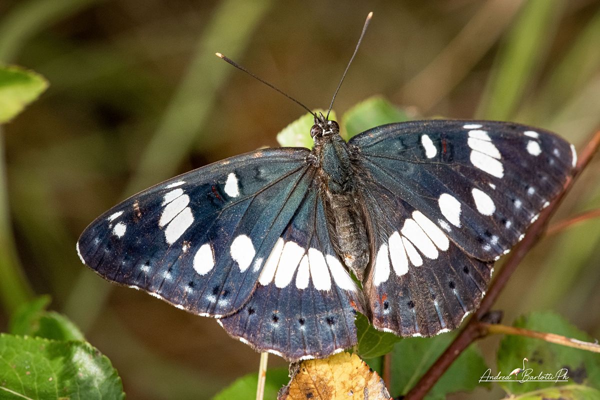 Limenitis reducta  - Barlotti Andrea