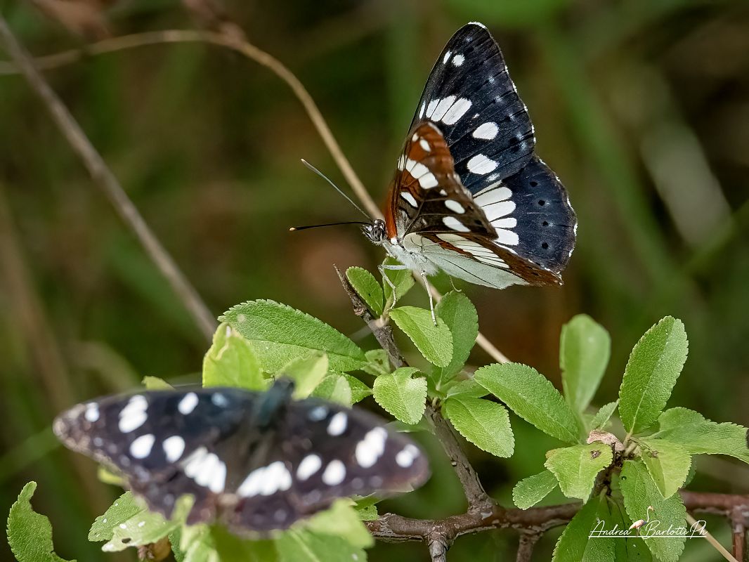 Limenitis reducta  - Barlotti Andrea