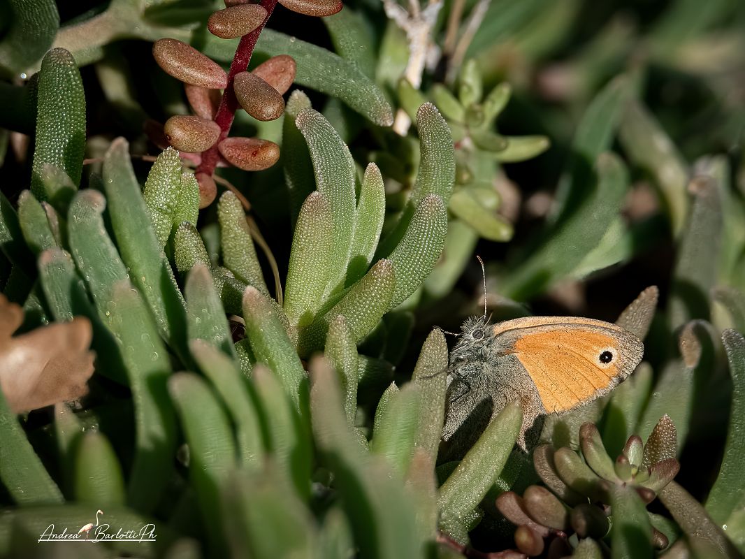 Coenonympha pamphilus  - Barlotti Andrea