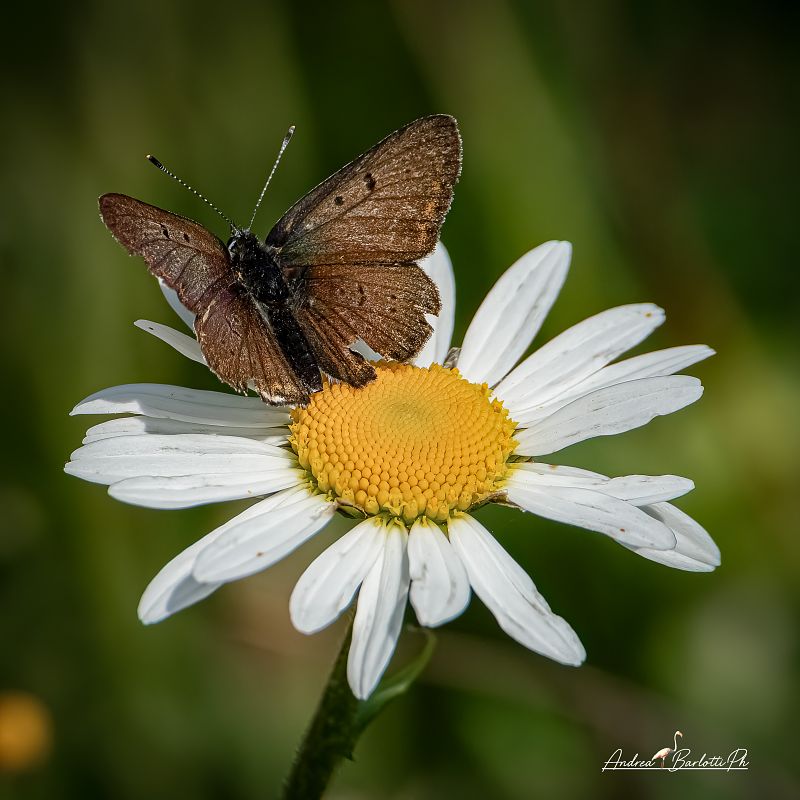Lycaena tityrus  - Barlotti Andrea
