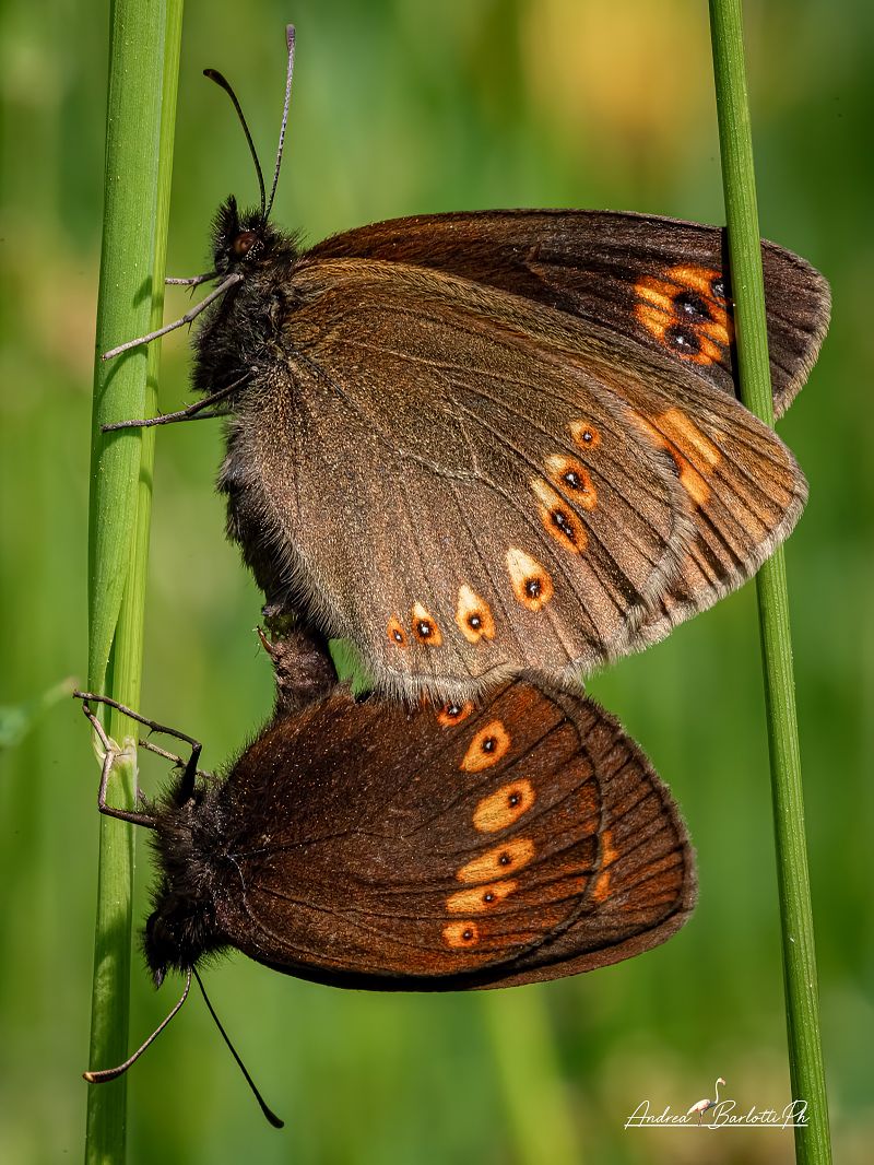 Erebia alberganus  - Barlotti Andrea
