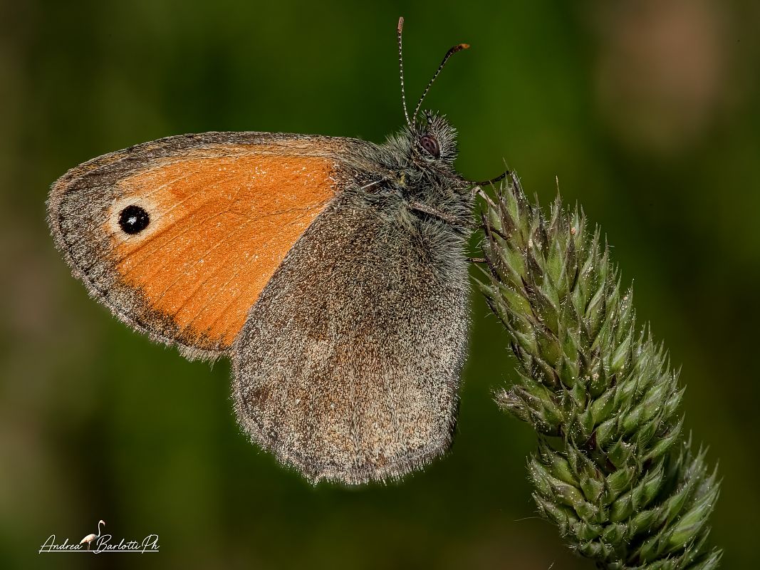 Coenonympha pamphilus  - Barlotti Andrea