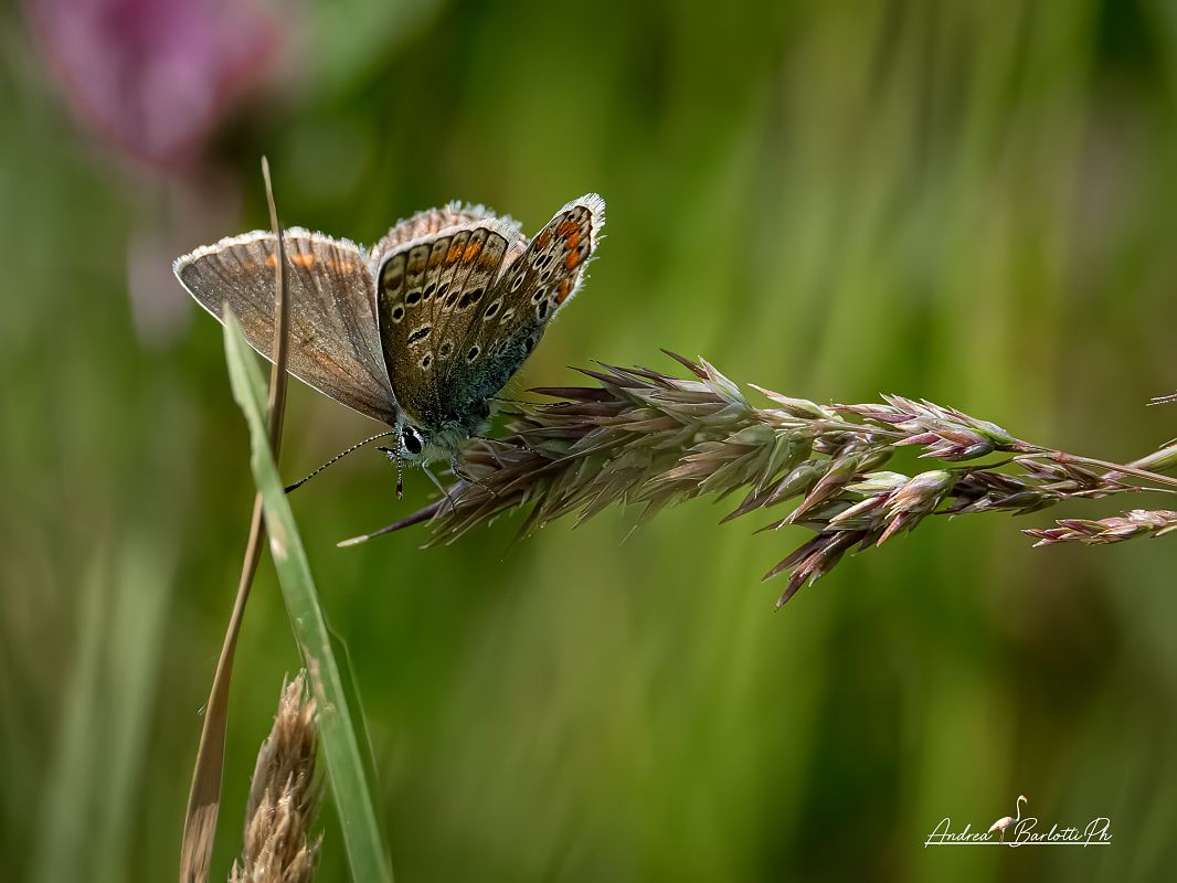 Polyommatus thersites  - Barlotti Andrea