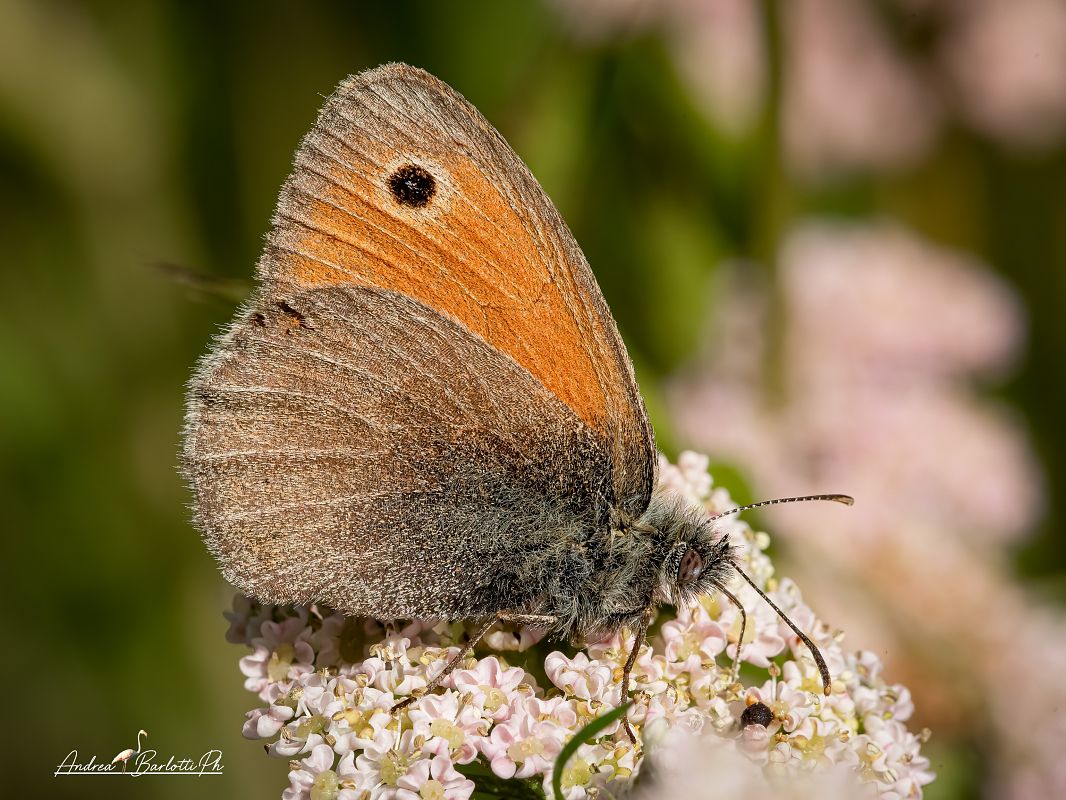 Coenonympha pamphilus  - Barlotti Andrea