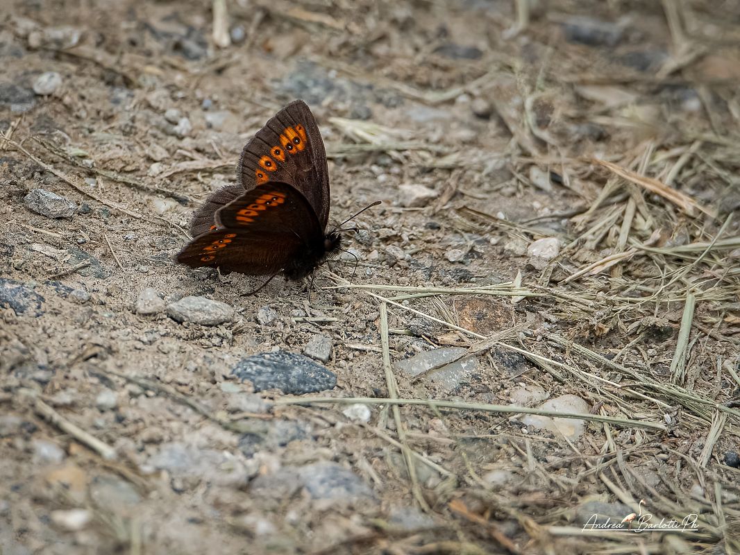 Erebia alberganus  - Barlotti Andrea