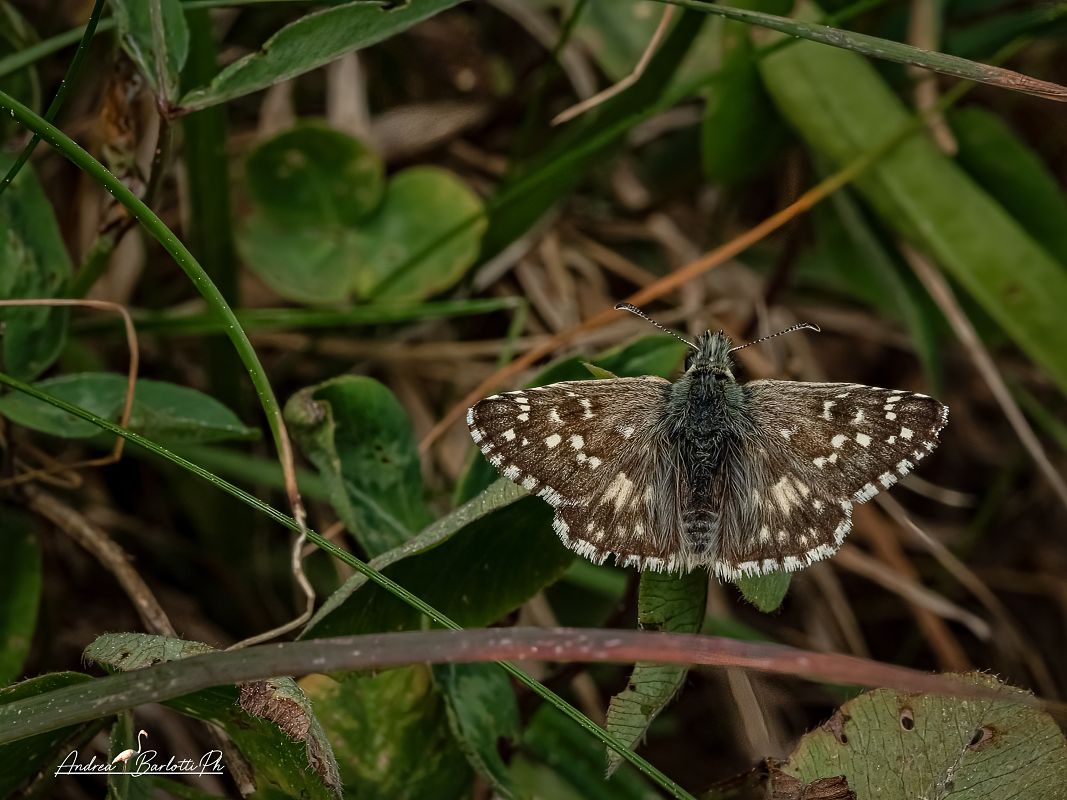 Pyrgus serratulae  - Barlotti Andrea
