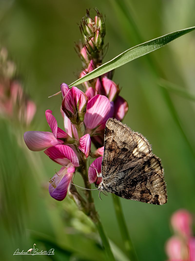 Euclidia glyphica  - Barlotti Andrea
