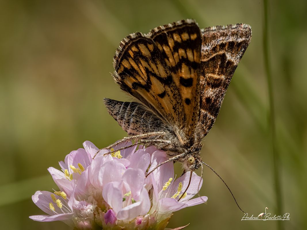 Euclidia mi  - Barlotti Andrea